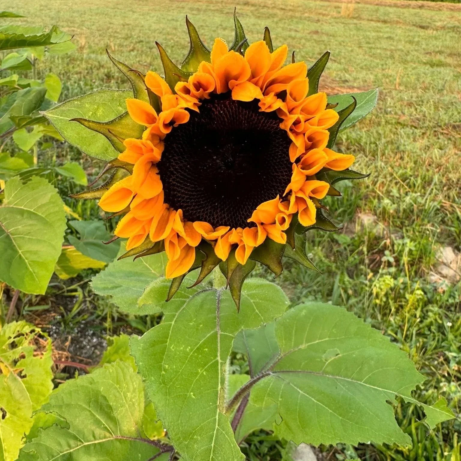 A sunflower with yellow petals and a dark central disk, facing forward, in a field with green leaves around.