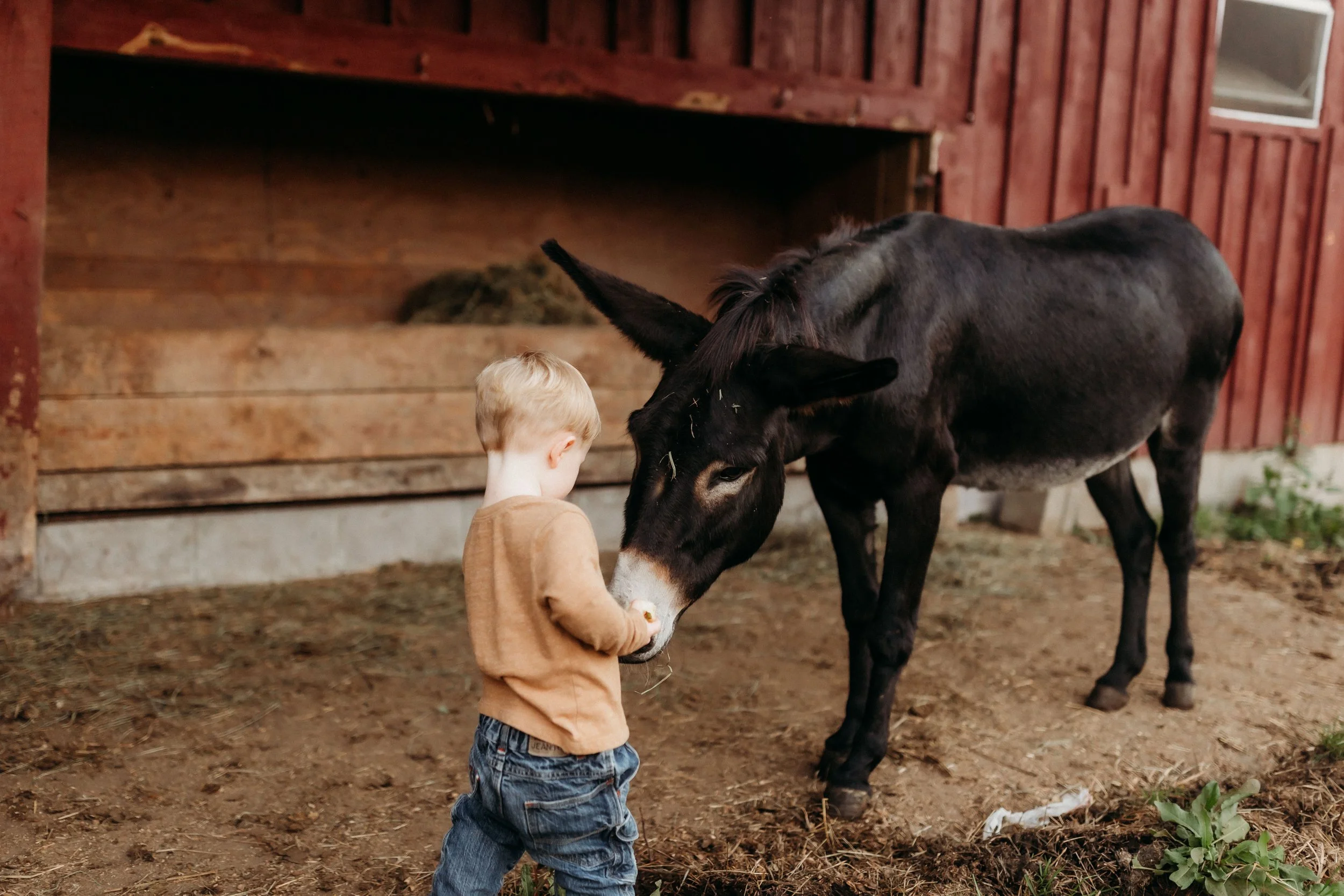 A young boy with blonde hair wearing a brown shirt and jeans is petting a black donkey inside a barn.