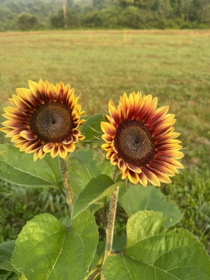 Two blooming sunflowers with yellow and red petals in a field with green leaves and a grassy background.