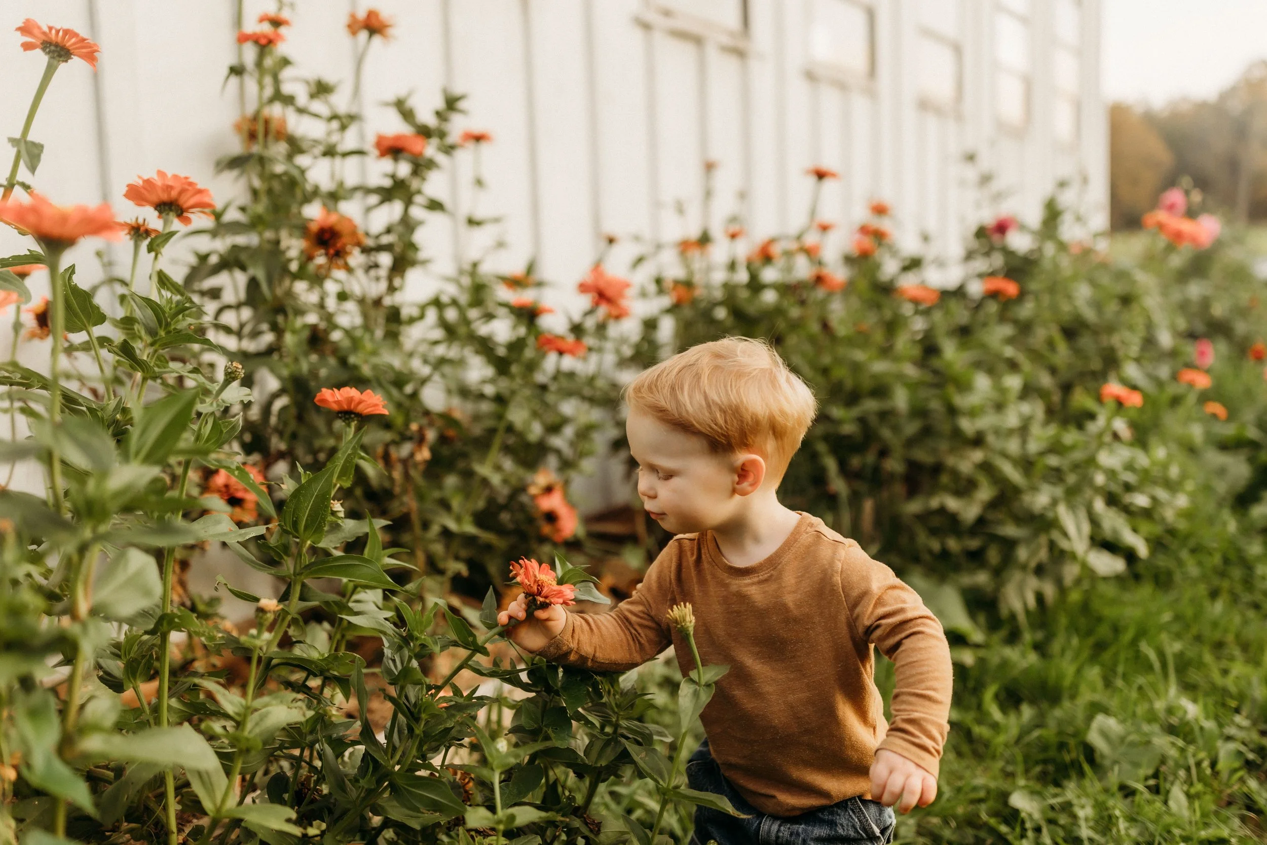 A young boy with red hair wearing a brown long sleeve shirt and dark jeans is picking a flower from a garden filled with orange blooms near a white building wall.