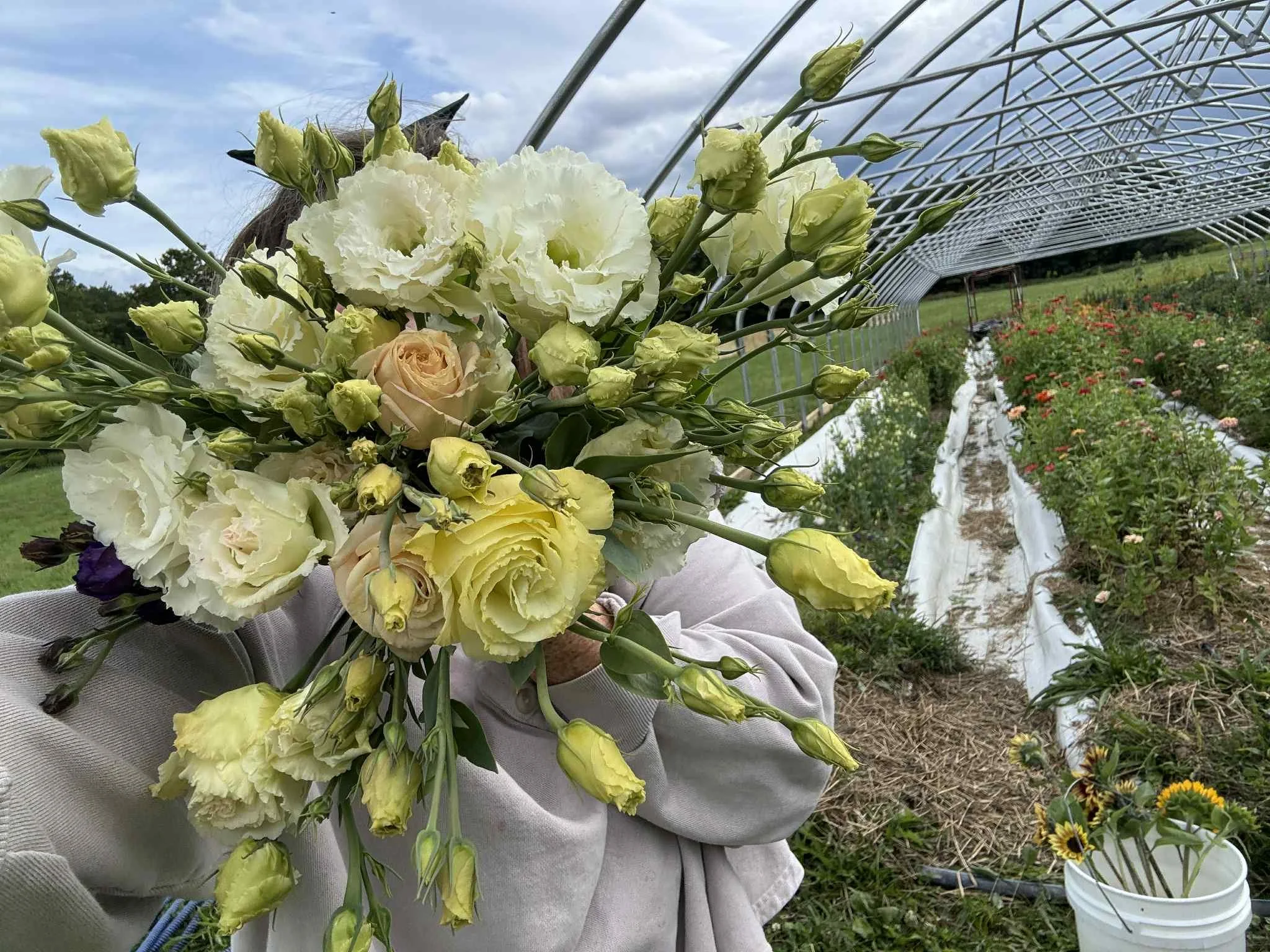 Person holds a bouquet of cream-colored and pale yellow flowers in a greenhouse or garden with rows of flowering plants and a metal frame structure in the background.