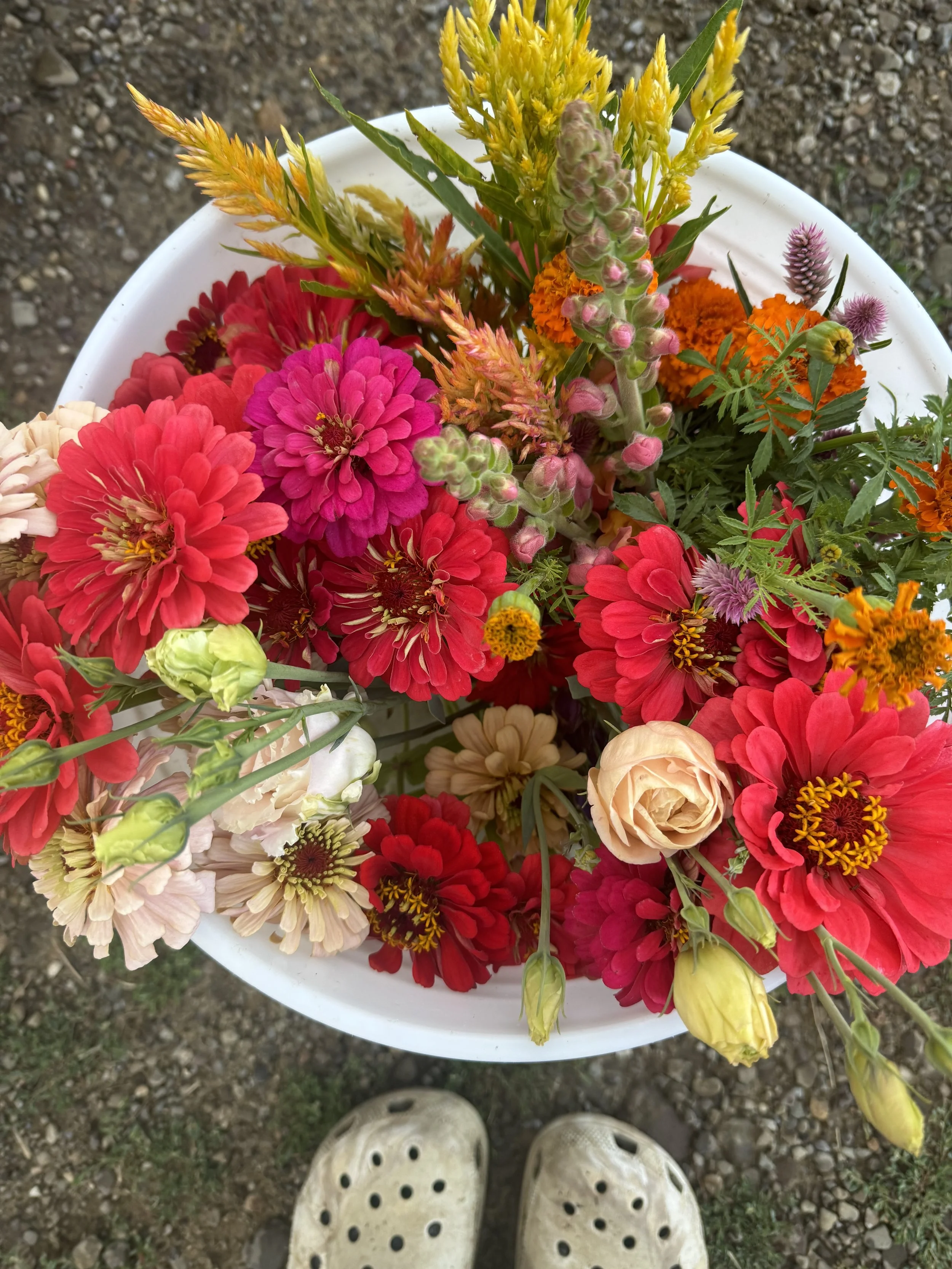 Colorful mixed flower bouquet in a white container, including zinnias, marigolds, snapdragons, and roses. The bouquet is resting on ground with gravel and grass, and a pair of beige Crocs shoes is visible at the bottom of the image.