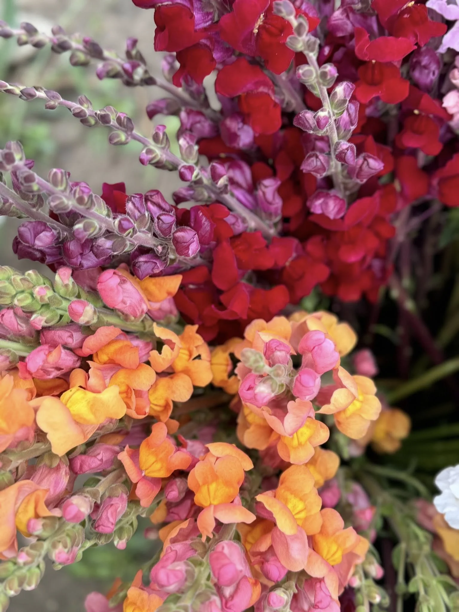 Close-up of colorful snapdragon flowers in shades of pink, orange, red, and yellow.