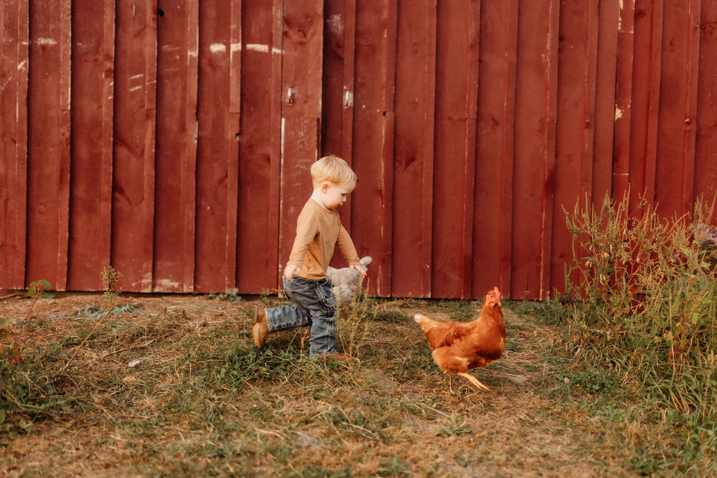 A young boy playing outside near a red wooden fence with a chicken walking nearby.