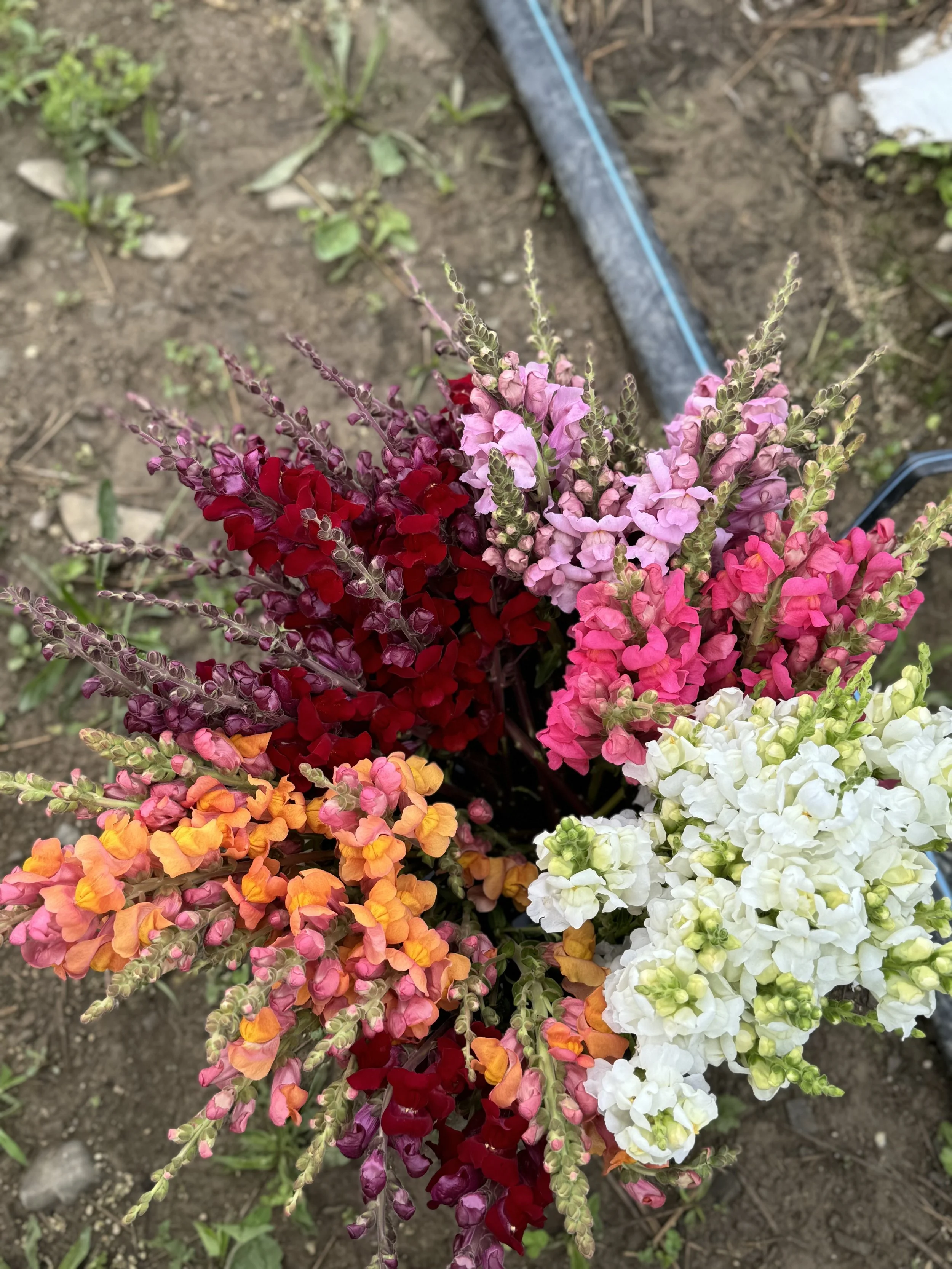 Colorful snapdragon flowers in a garden bed, showing red, pink, white, orange, and purple blossoms.