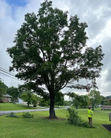 Tree Trimming