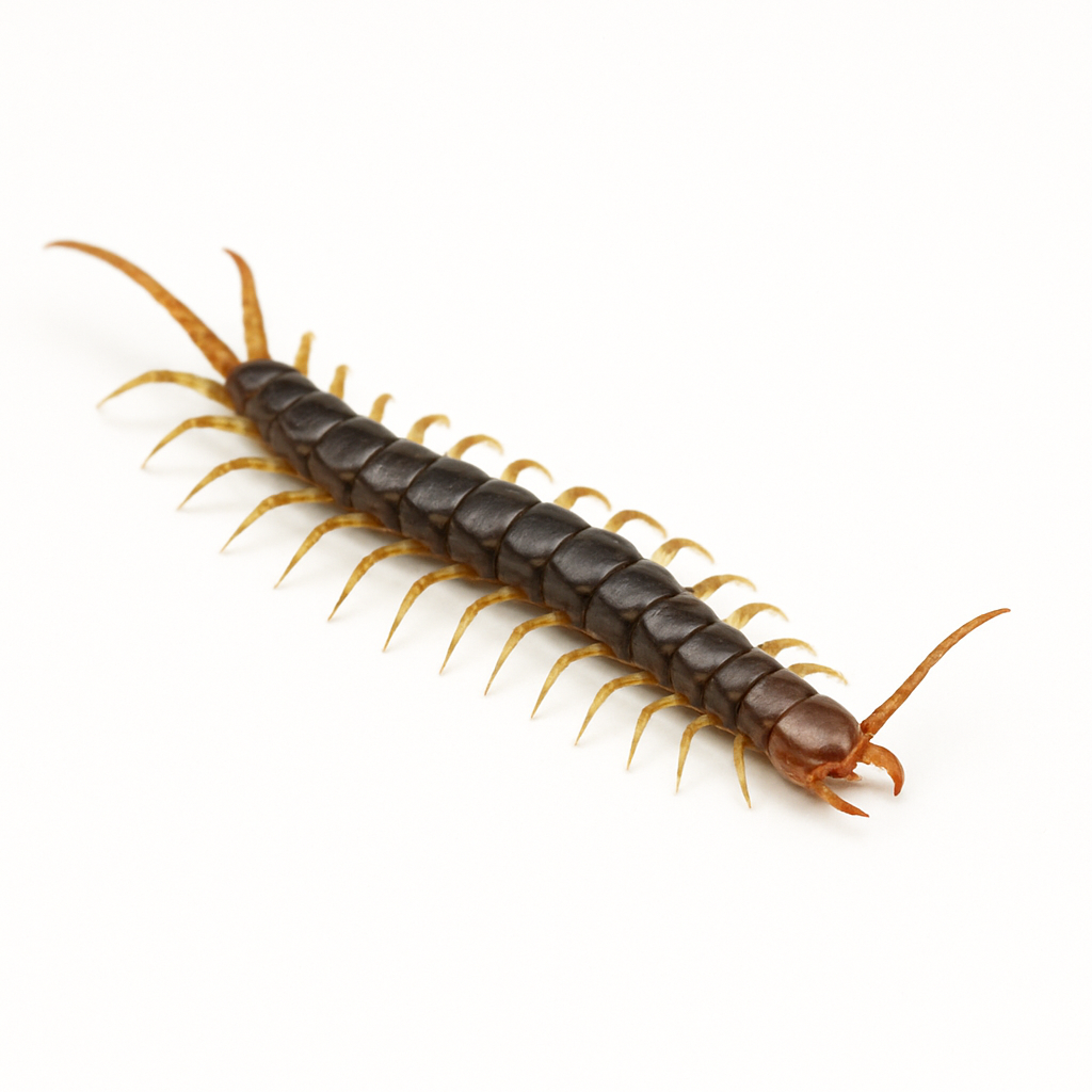 Centipede with a dark brown body and multiple yellow legs on a white background.