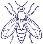 Line drawing of a tick insect with detailed body parts and legs