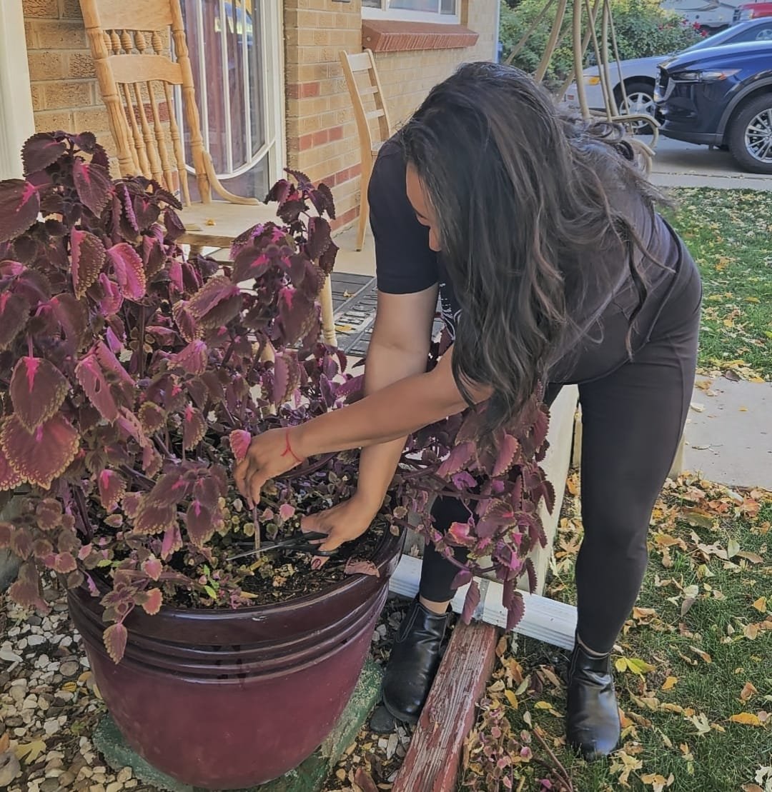 A woman with long black hair is tending to a purple and green foliage plant in a large purple flowerpot outside a brick house, with cars and autumn leaves visible in the background.