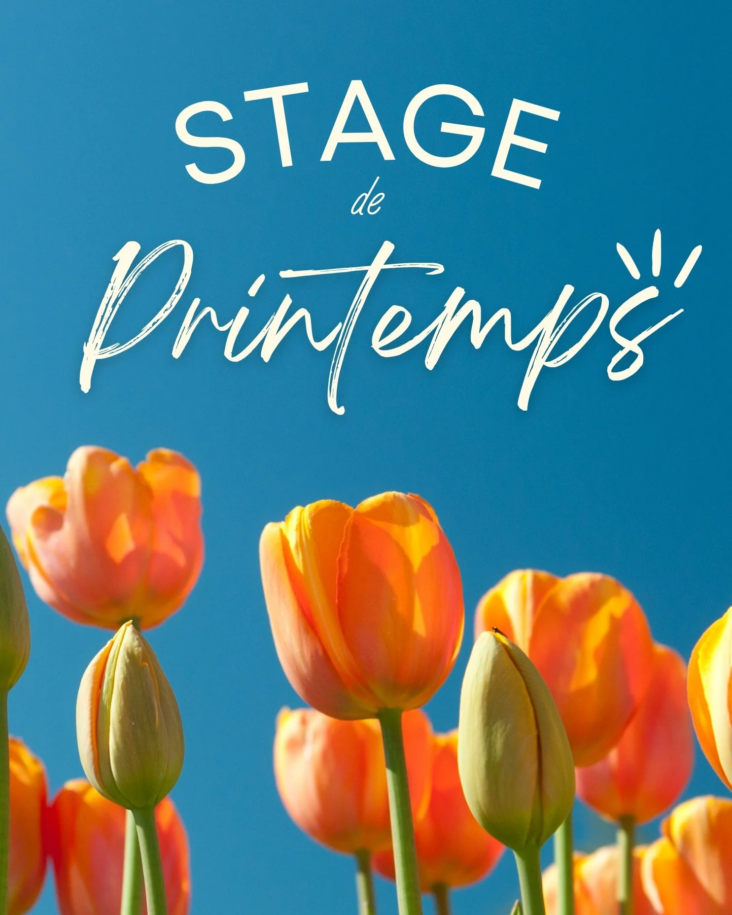 Tulipes orange en fleurs sous un ciel bleu avec le texte "Stage de Printemps".