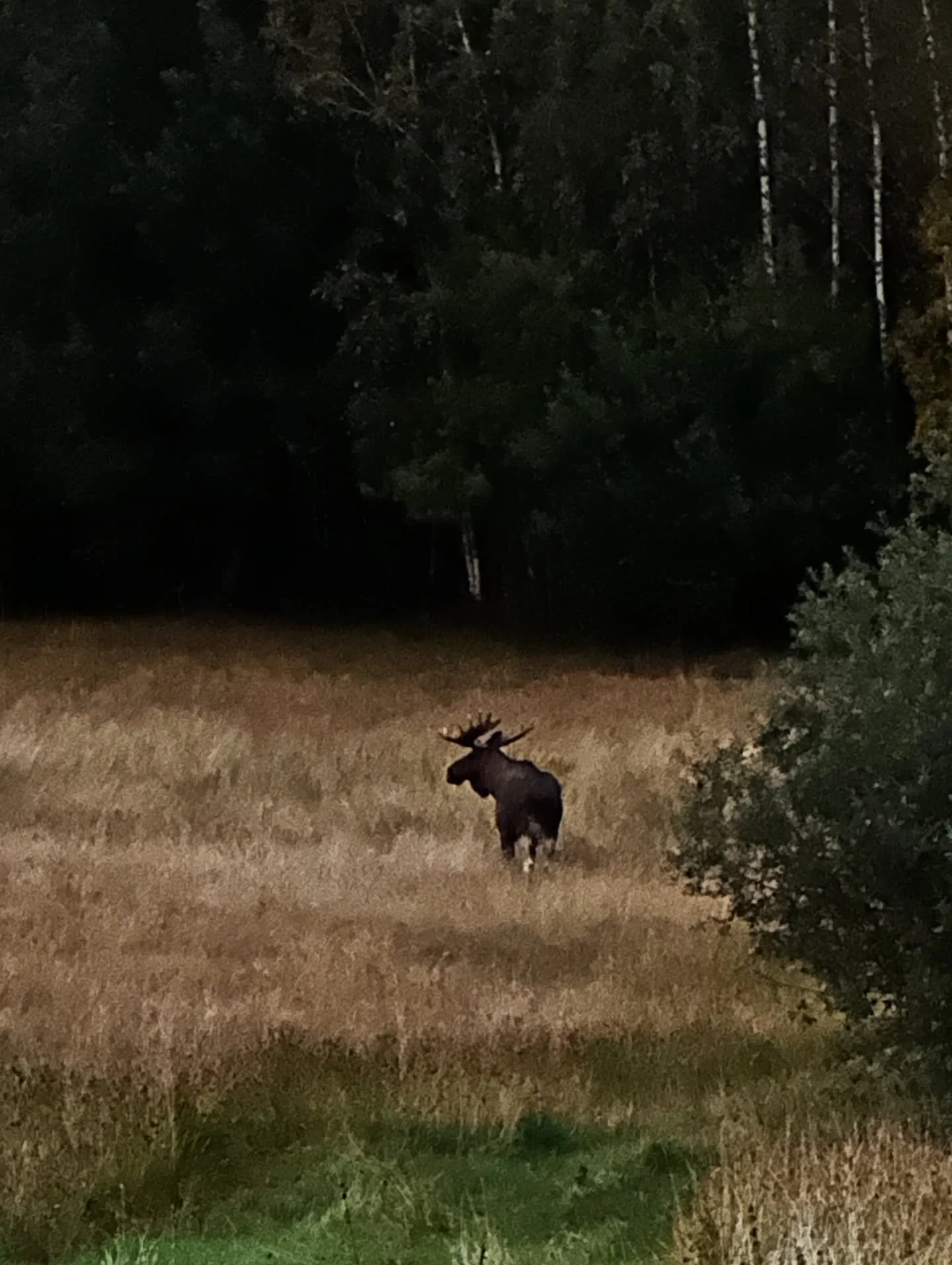 My first moose sighting did not disappoint! Just before sundown, we took a quick drive to see if there were any moose on the loose. Just as we were about to give up and start heading home, there he was! What incredible creatures. The way they move re