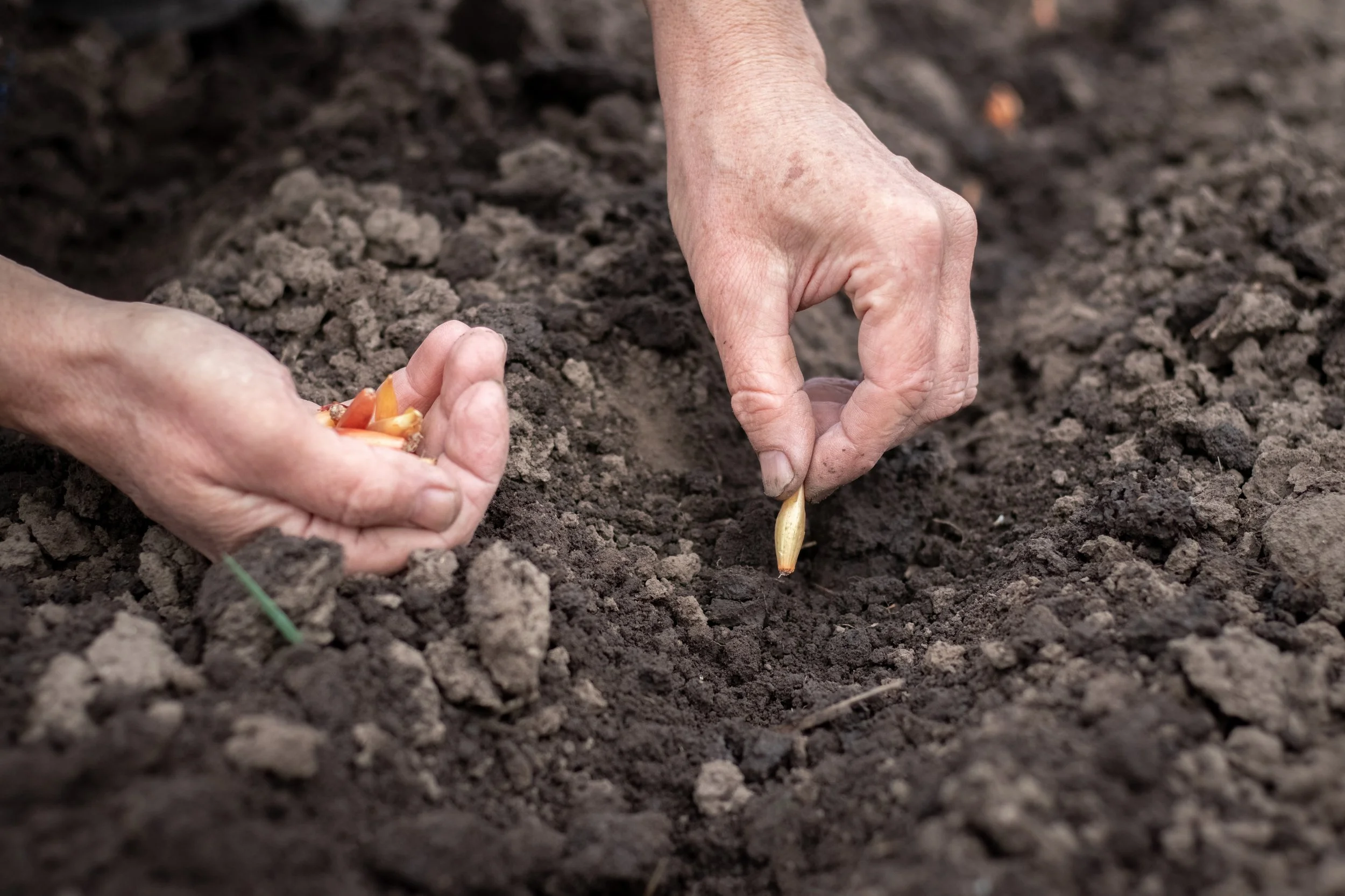 Hands planting a seed in the dark, rich soil.