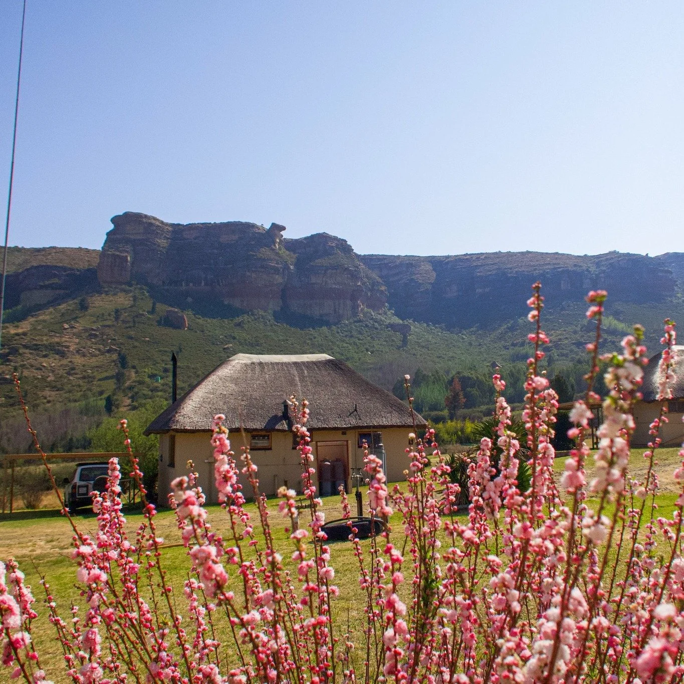 The wonder of colour springing up around the farm is mesmerising.