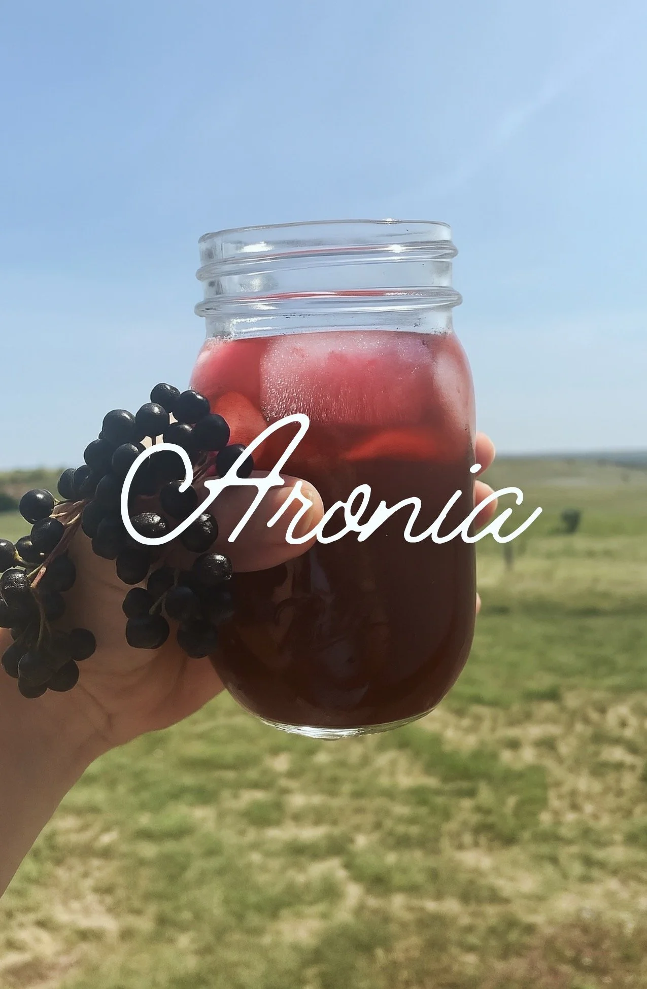 Aronia Switchel