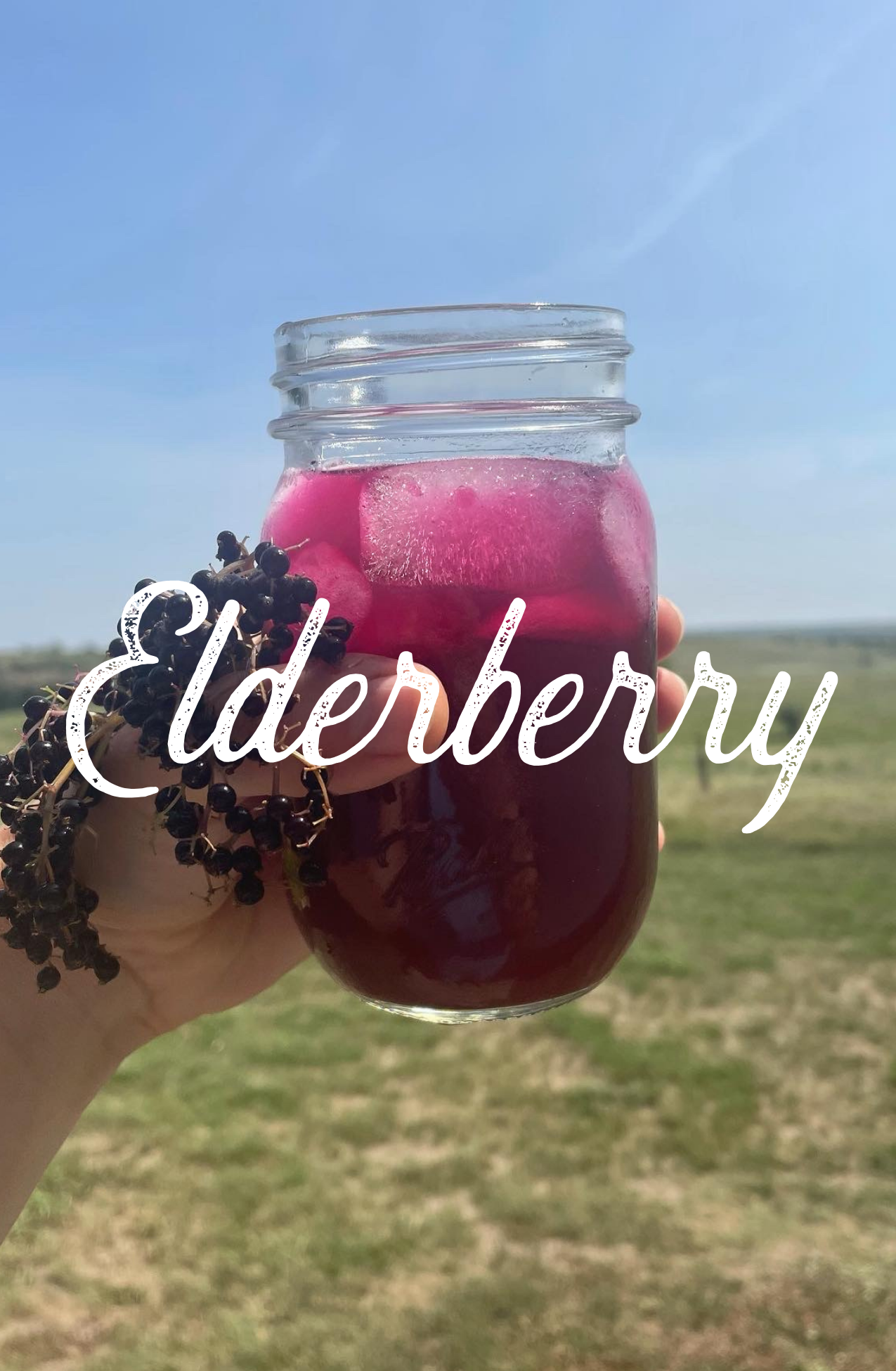Elderberry Switchel Syrup