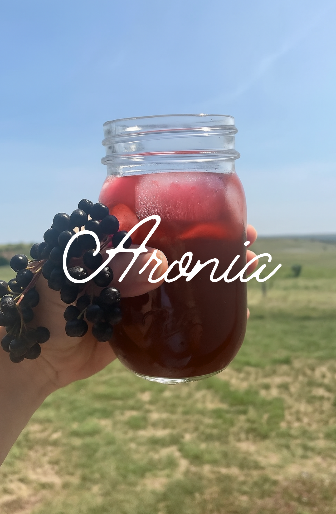 Aronia Switchel
