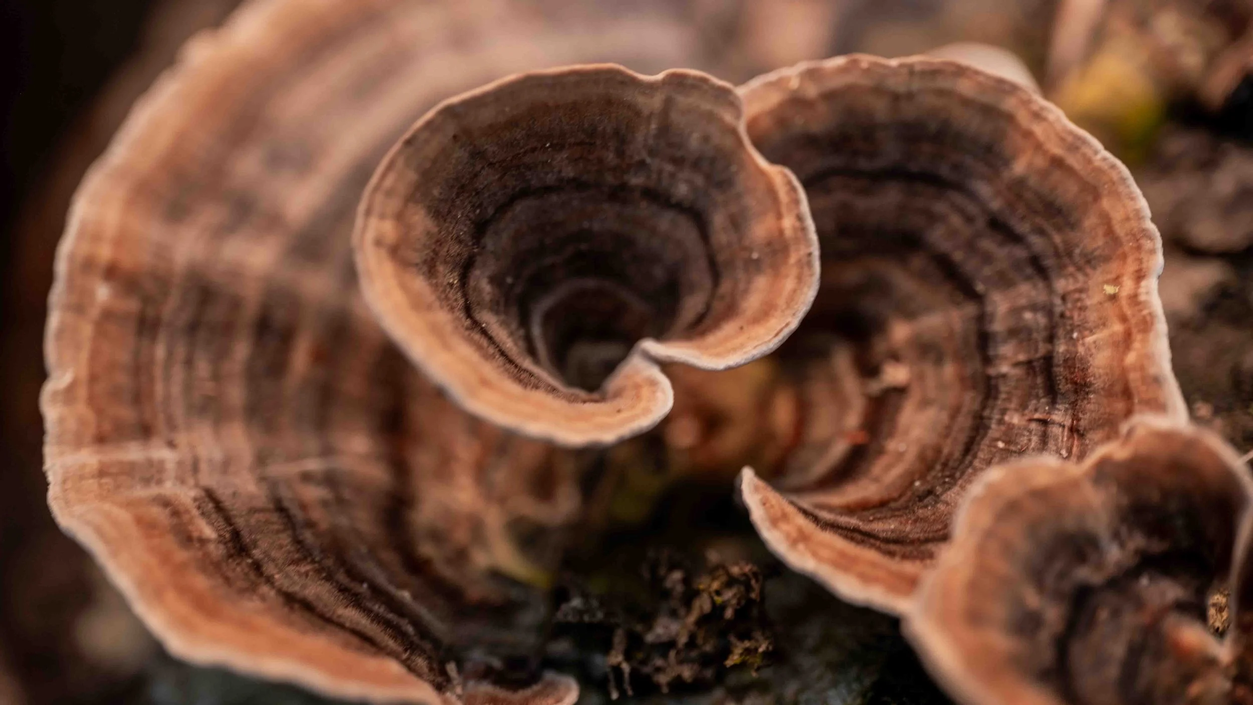 Close-up of a cluster of brown, curved fungi growing on a log or tree bark.