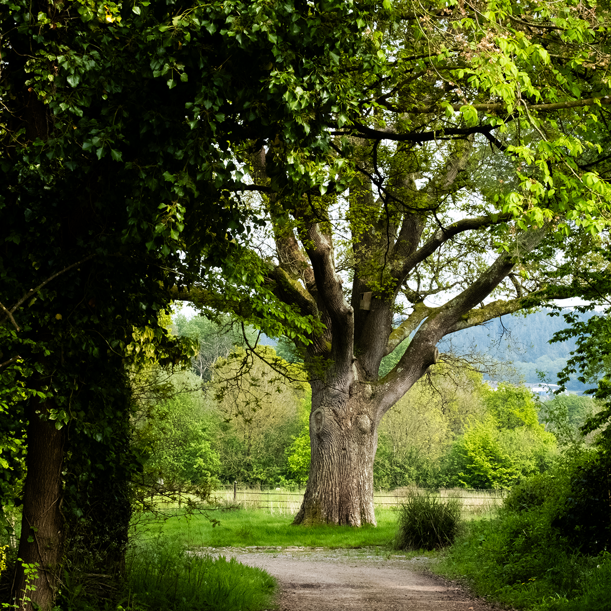 A large tree with a thick trunk and spreading branches stands along a dirt path in a lush green landscape, with hillside and distant trees in the background.