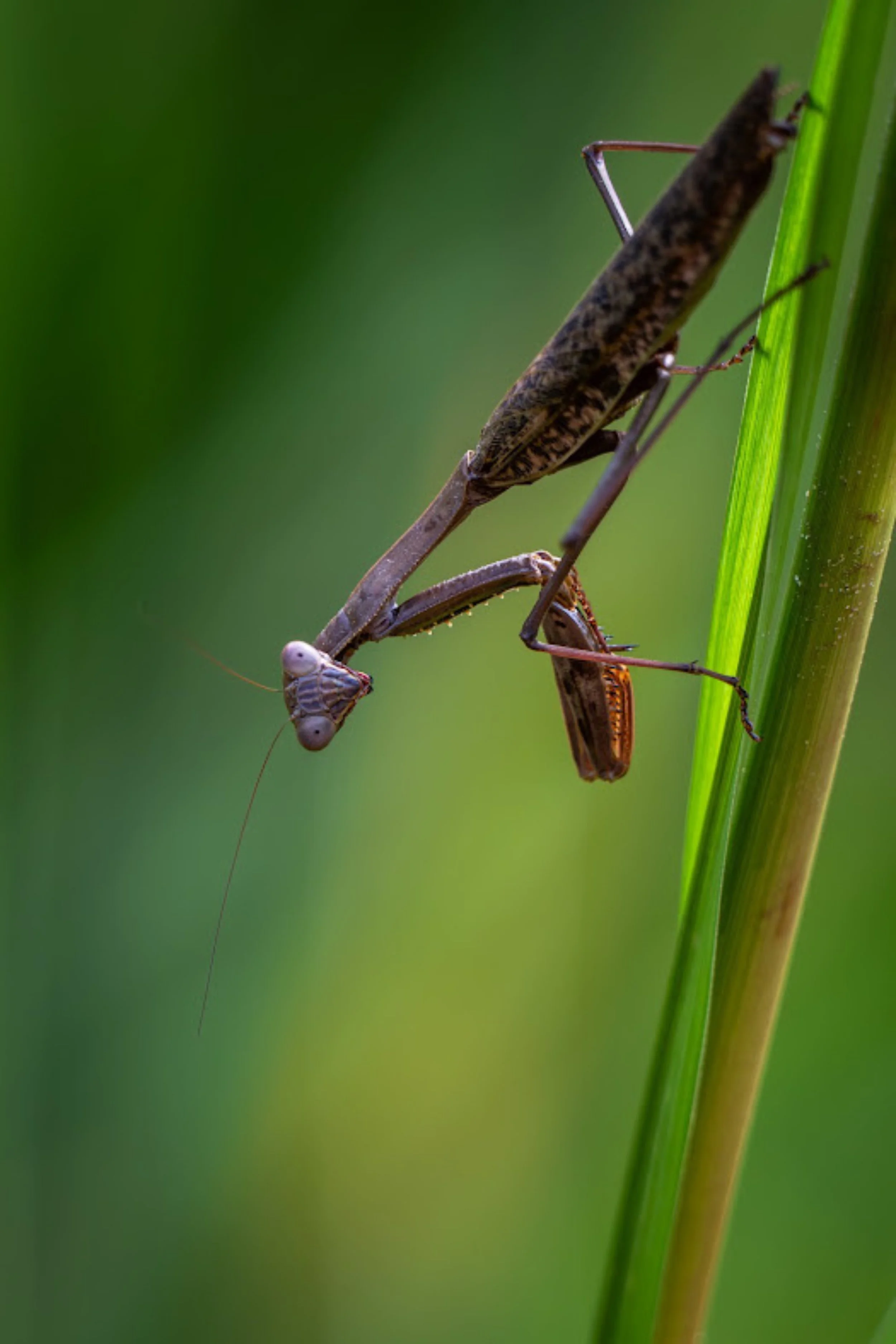 praying mantis