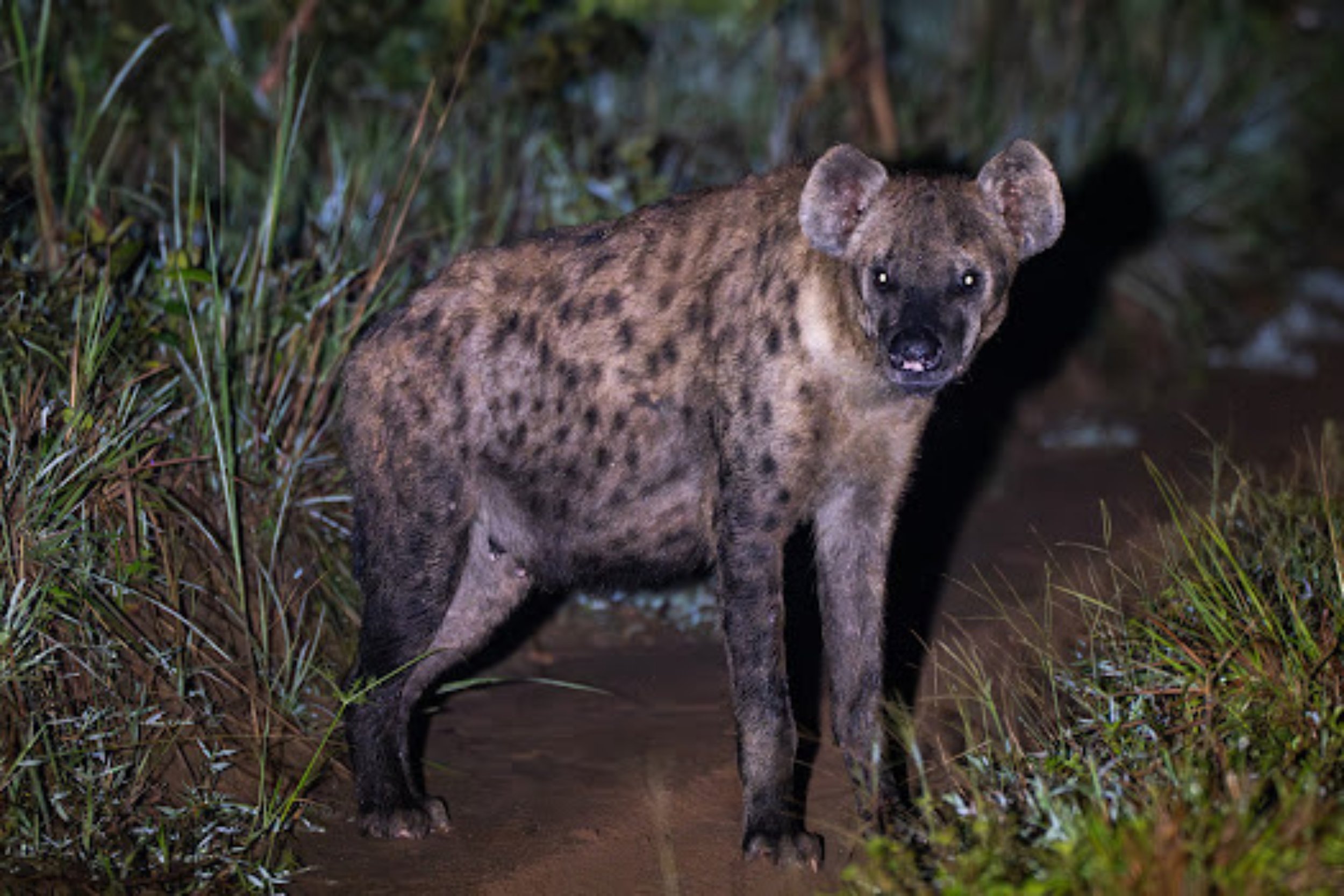 Spotted hyena