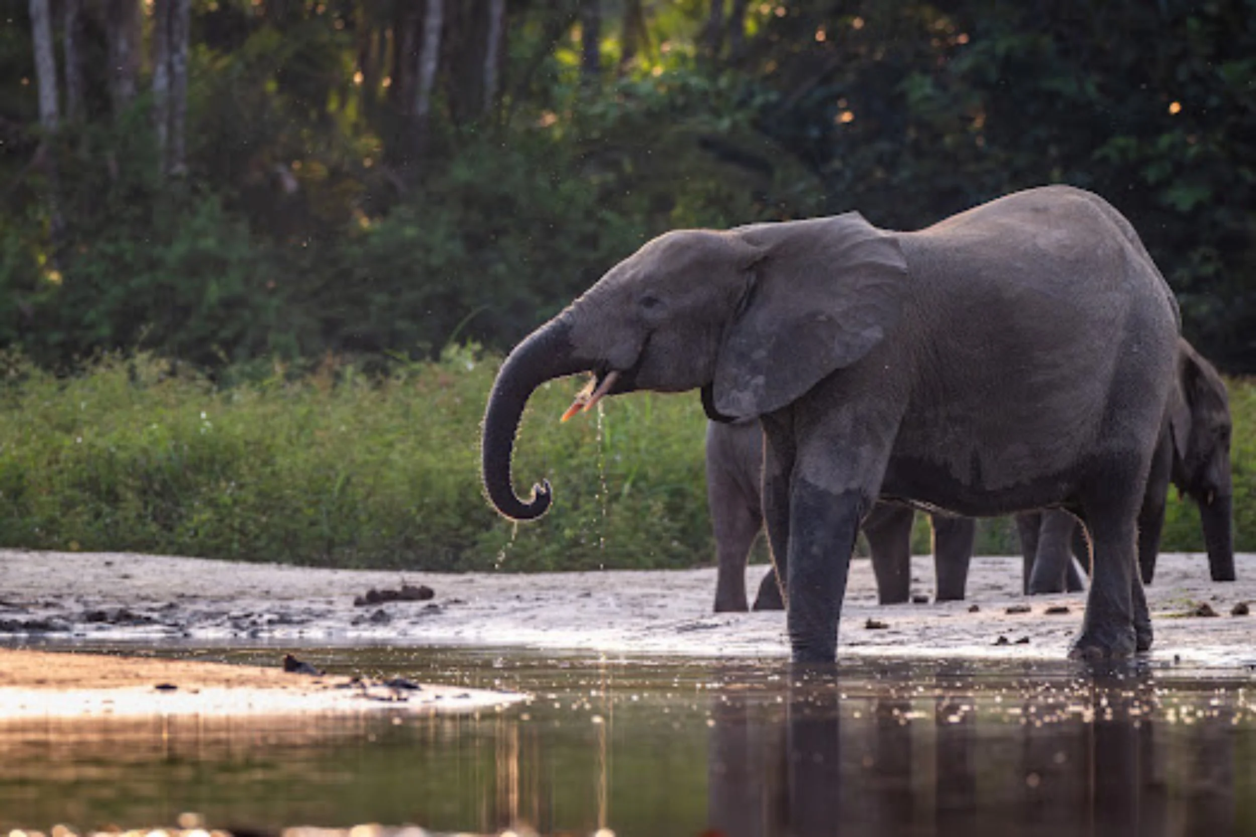 Forest elephant on the bai