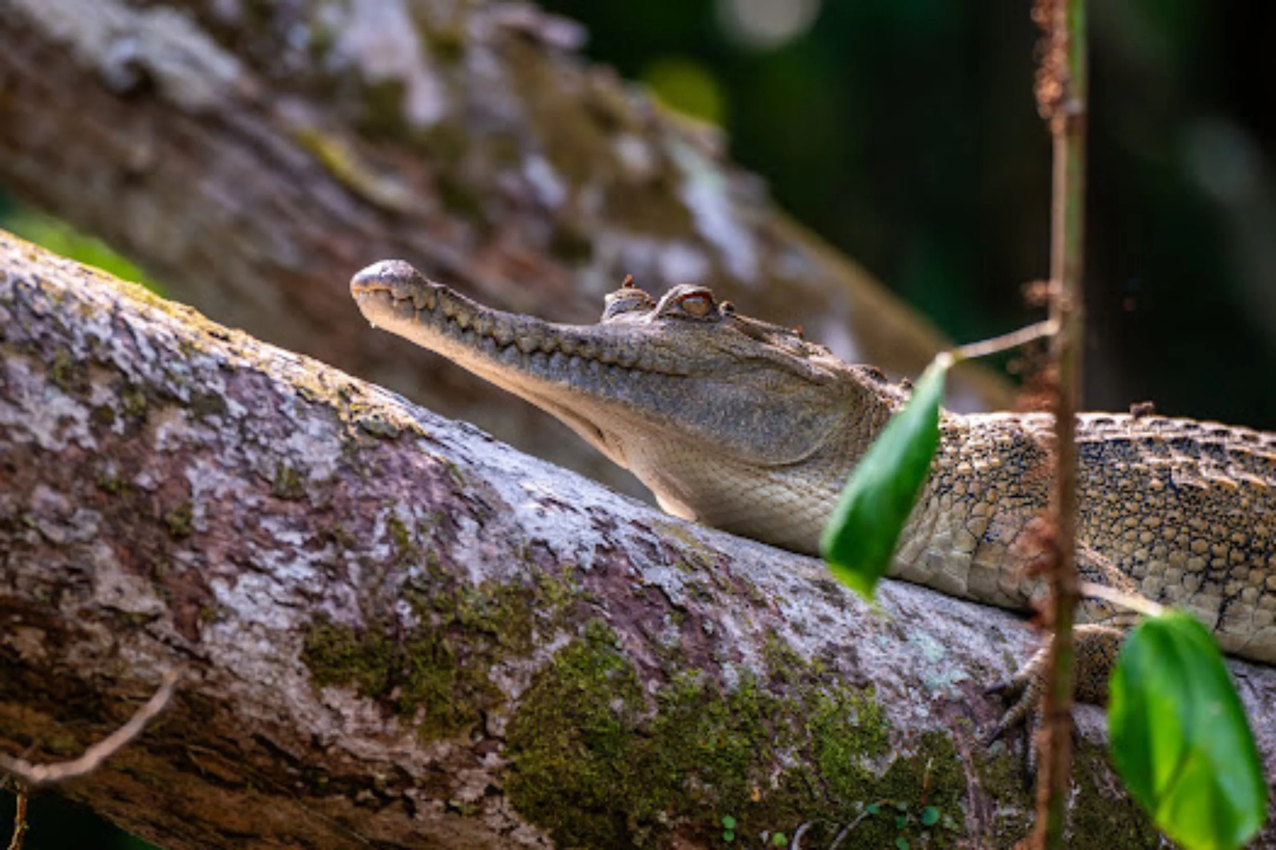 Central African slender-snouted crocodile