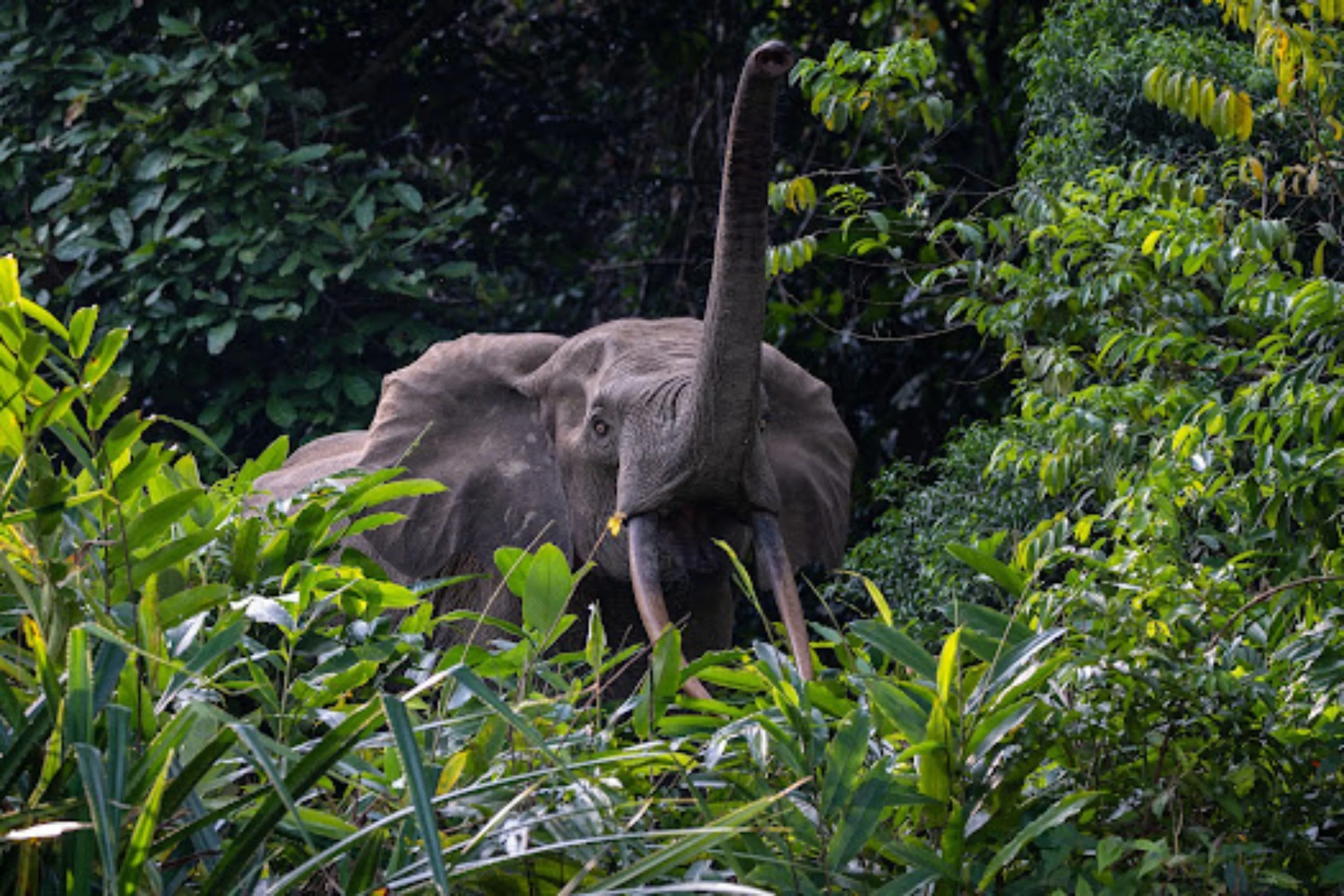 Forest elephant