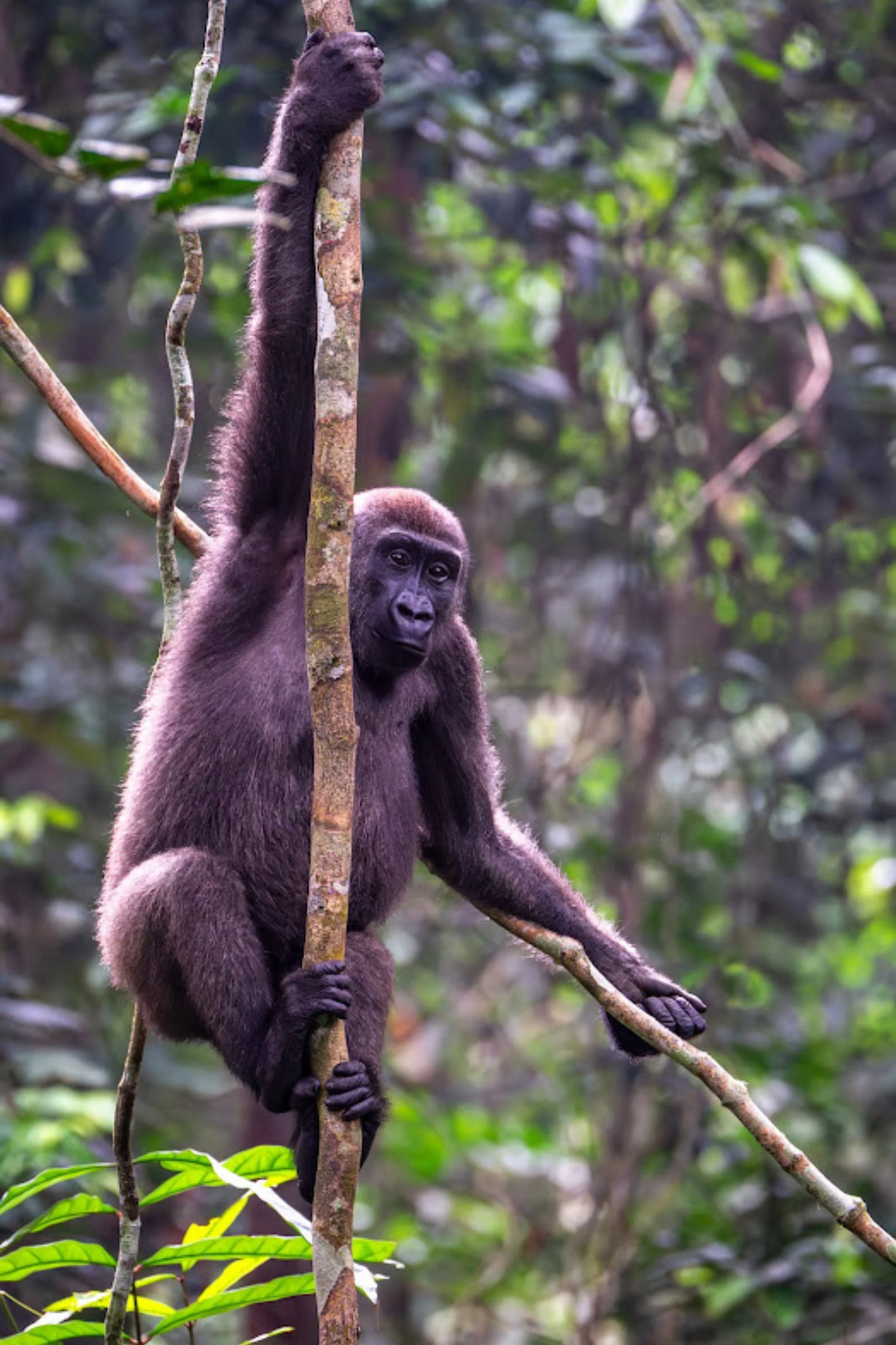 Western lowland gorilla