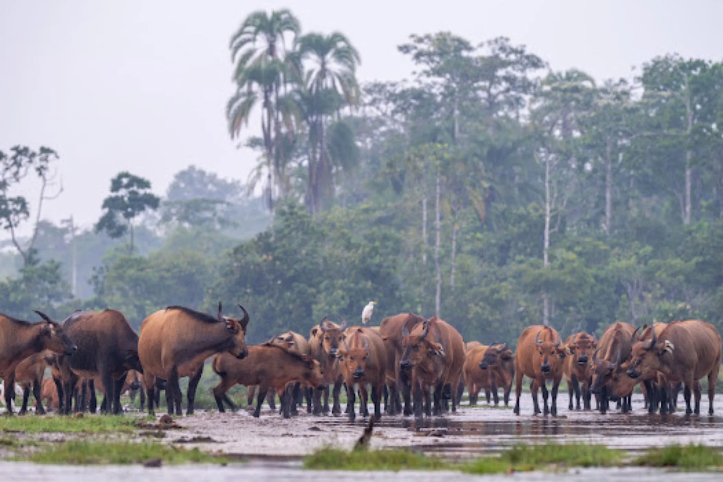 Herd of forest buffalo on the bai