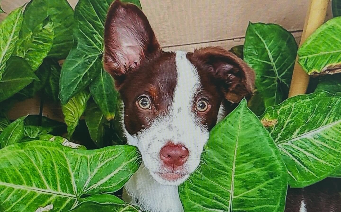 🐾🎉 Congratulations to Our Pet of the Month KODY!!! 🎉🐾

We&rsquo;re excited to announce that Kody has been crowned Edenfield Shores Pet of the Month! 🏆🐶

Kody will receive a special Bark Box full of goodies along with the ultimate bragging right