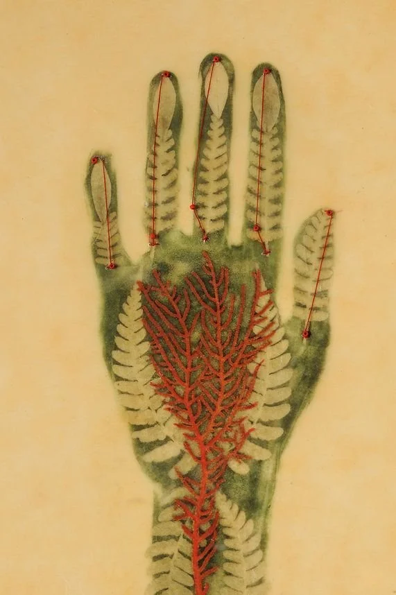 Fern and coral pressed into a hand