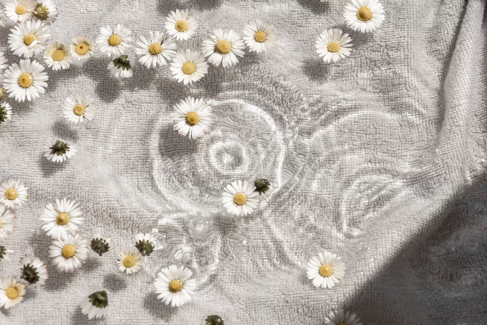 Daisies floating on water