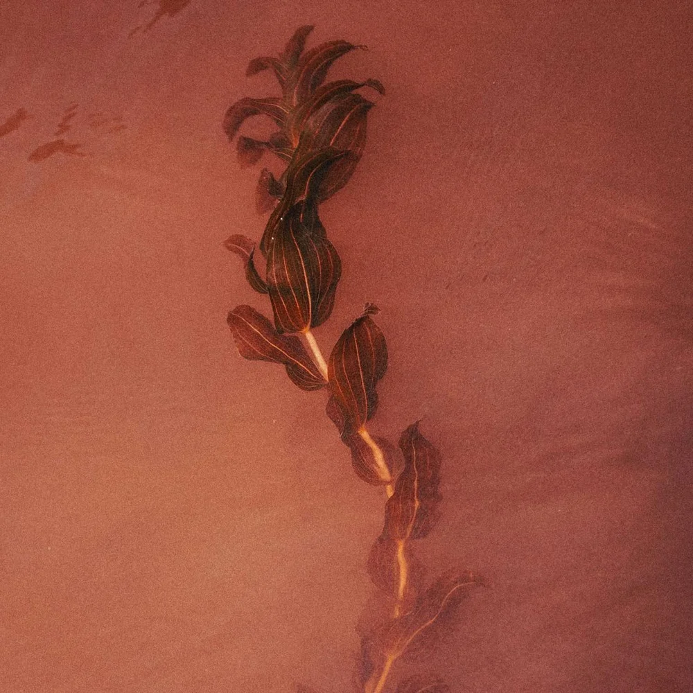 Dark leaves on red clay
