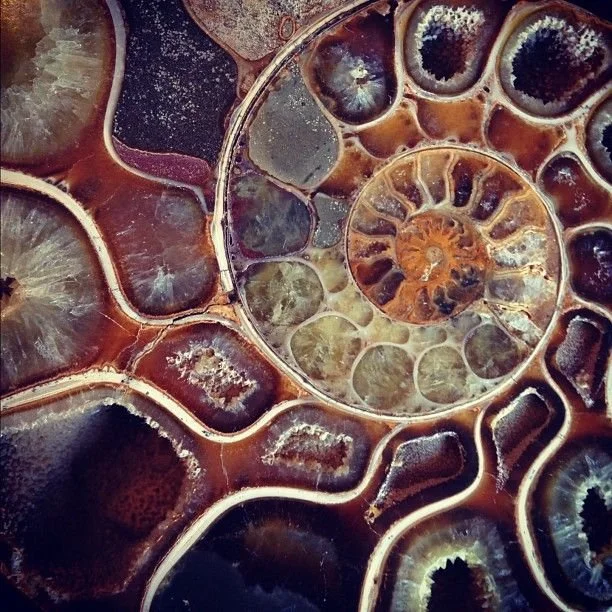 Ammonite fossil cross-section