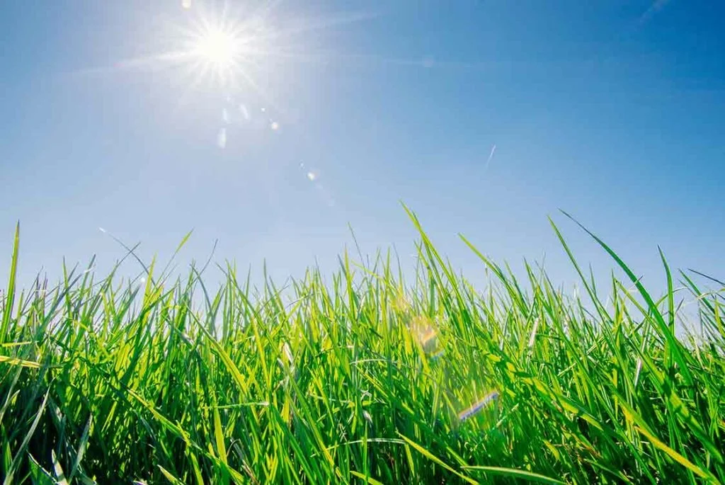 Public Meeting - Soil Cleanup at SRE