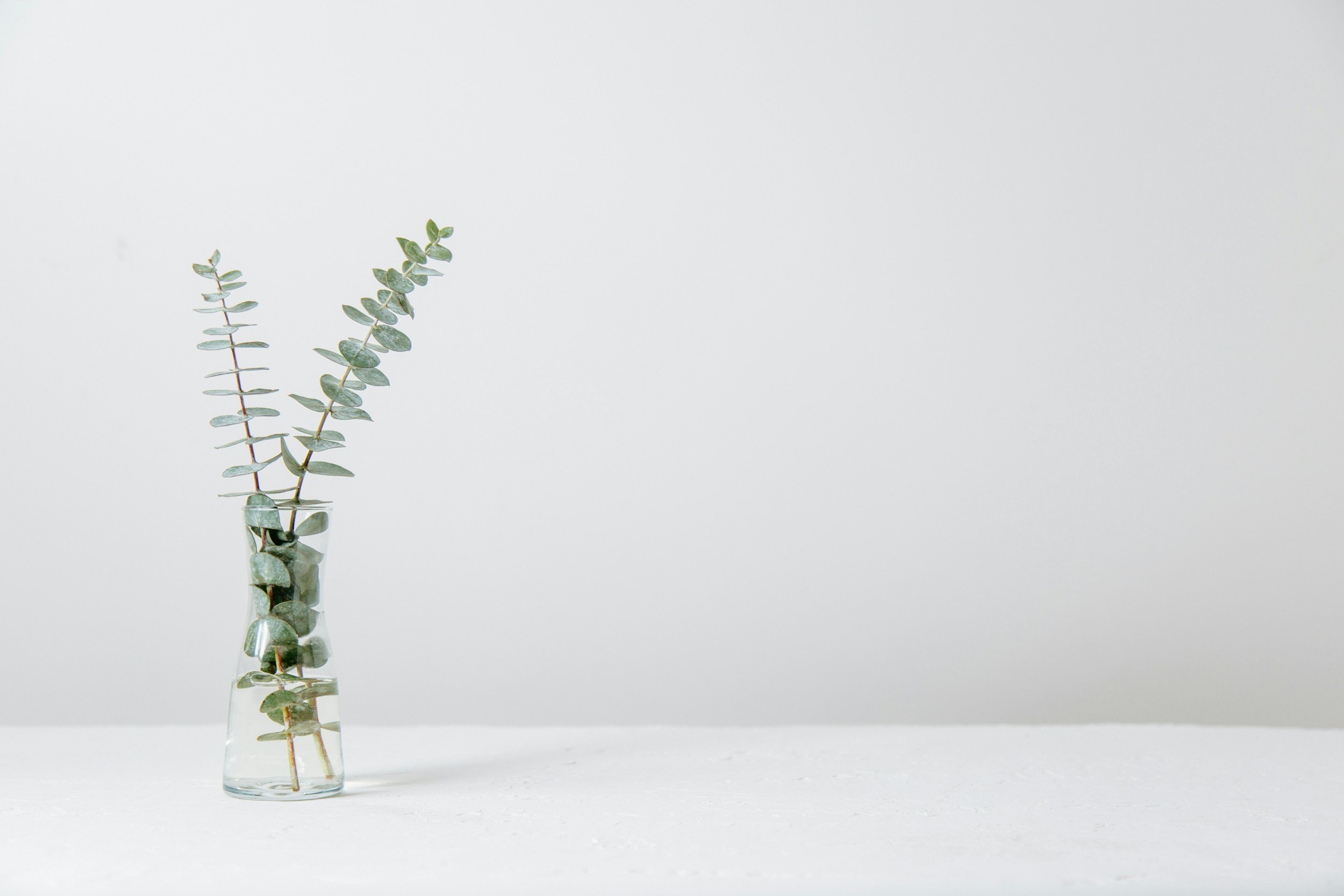 Eucalyptus branch in a clear glass vase on a white surface against a light gray wall.