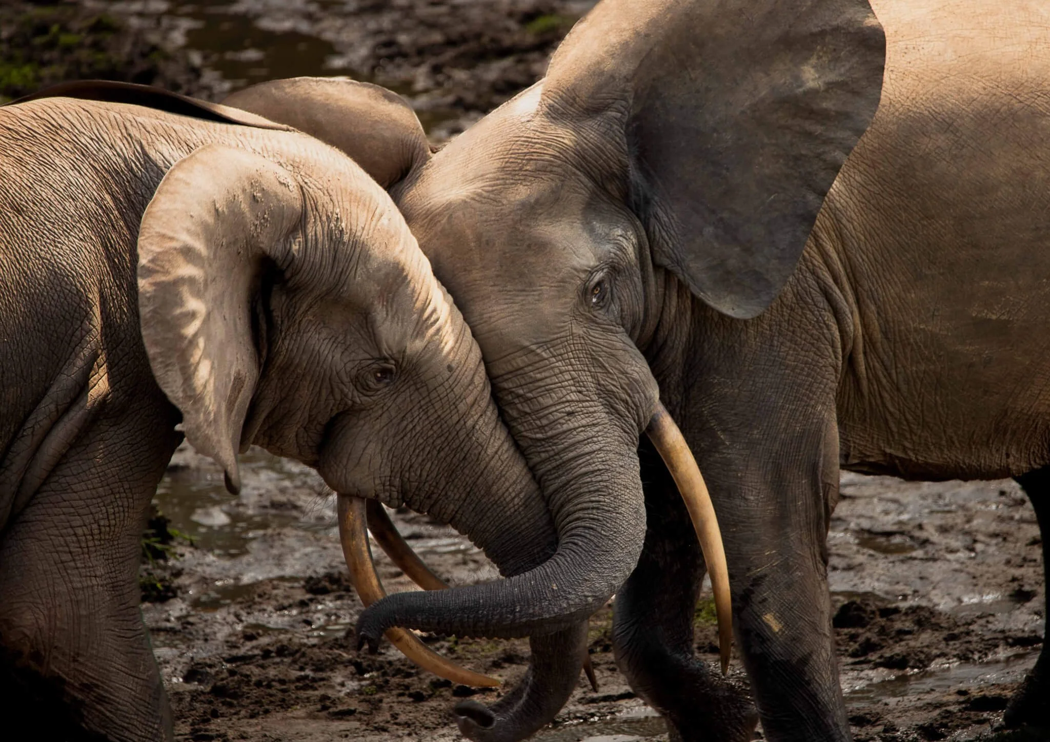 KAMBA Forest Elephants - Josh Duffus.jpg