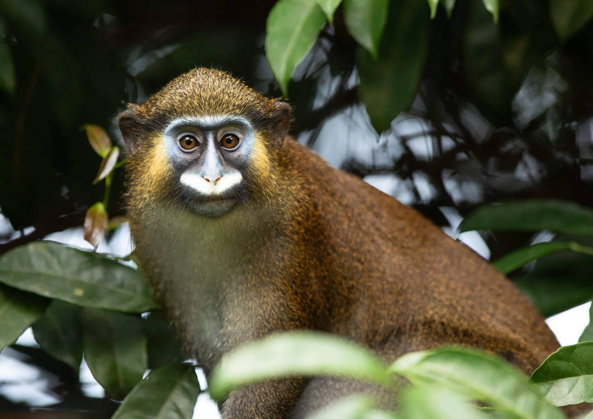 KAMBA Moustached Monkey in Odzala - Josh Duffus.jpg