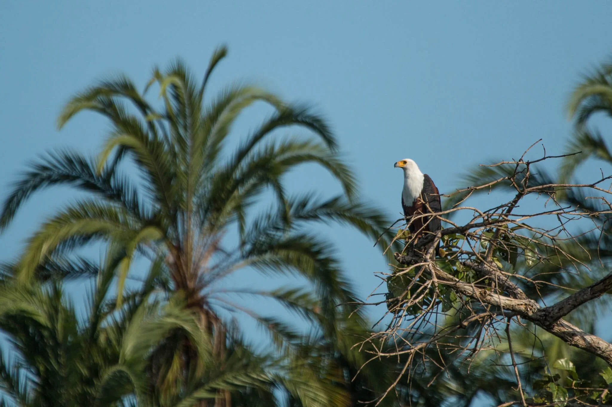 Kamba - Fauna and Flora (12).jpg