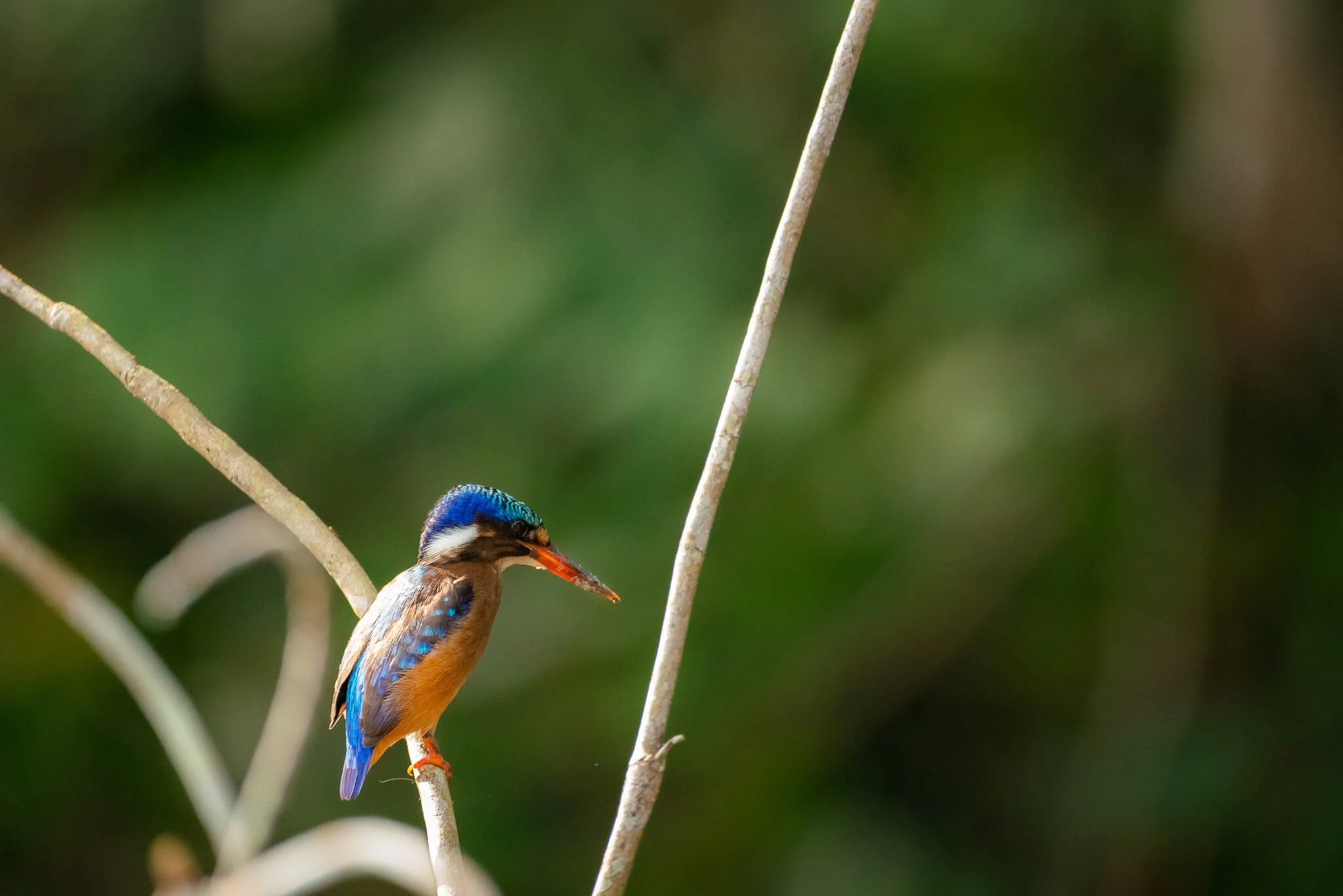 Kamba - Fauna and Flora (1).jpg