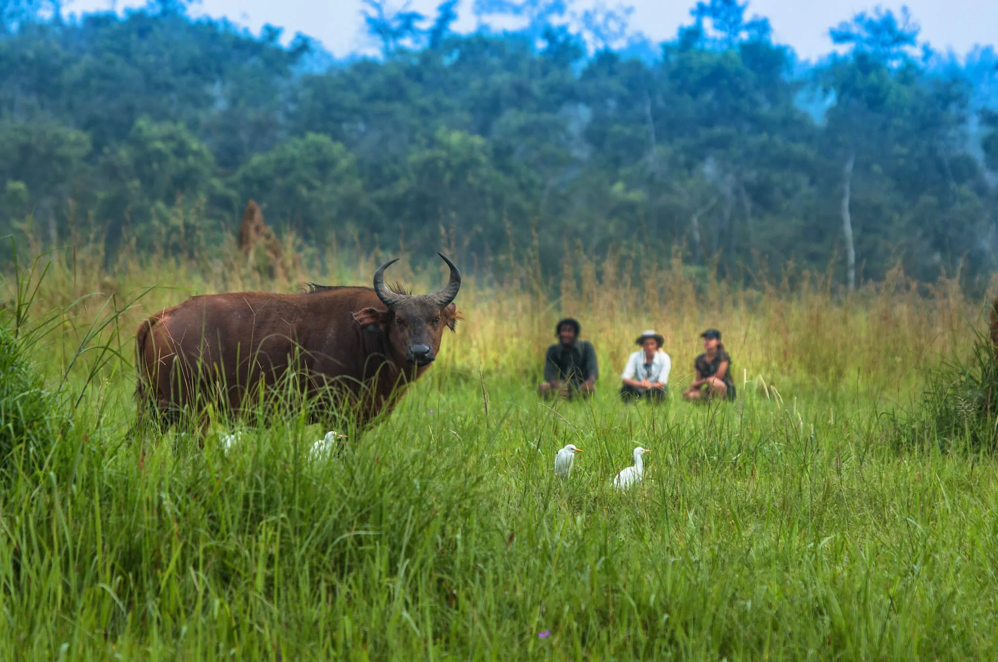 Kamba - Fauna and Flora (10).jpg