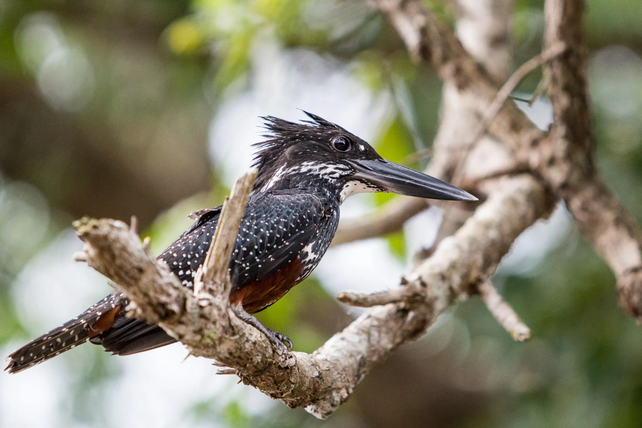 Kamba - Fauna and Flora (30).jpg