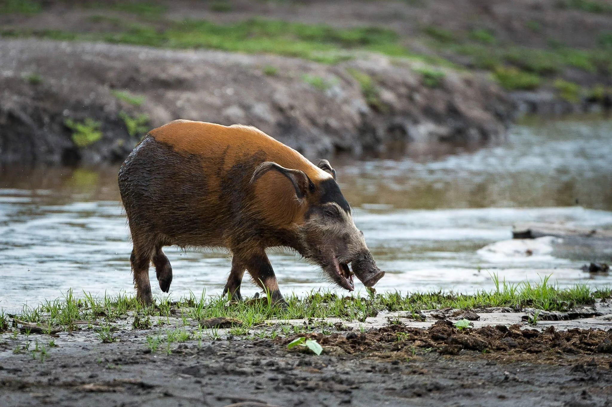 Kamba - Fauna and Flora (21).jpg
