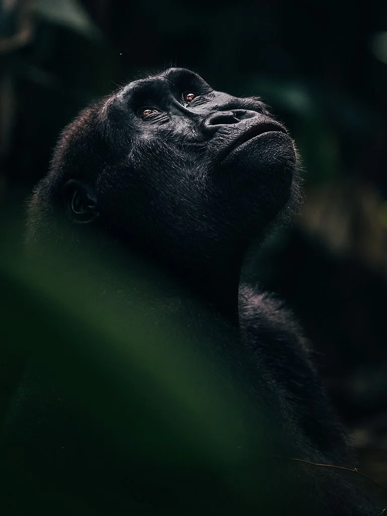 Kamba_gorilla.jpeg