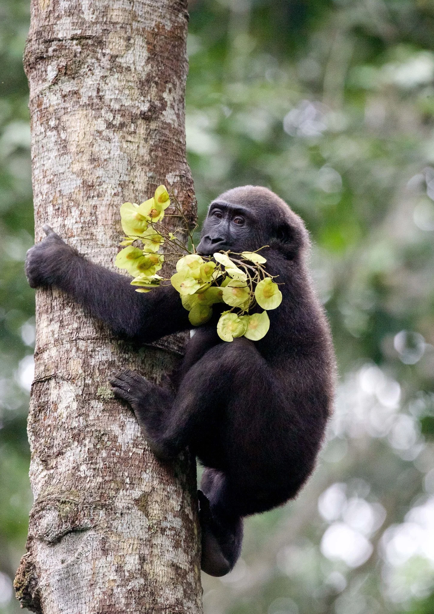 KAMBA Photographers paradise - Scott Ramsay.jpg