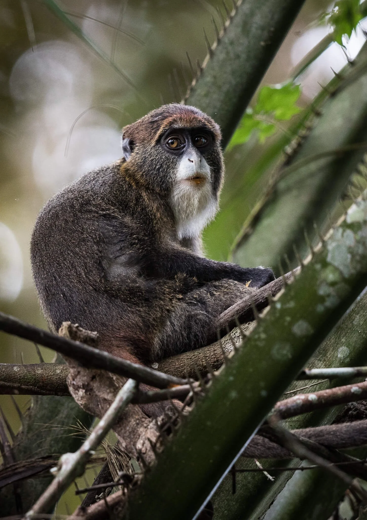 KAMBA Primate Safari - Scott Ramsay.jpg
