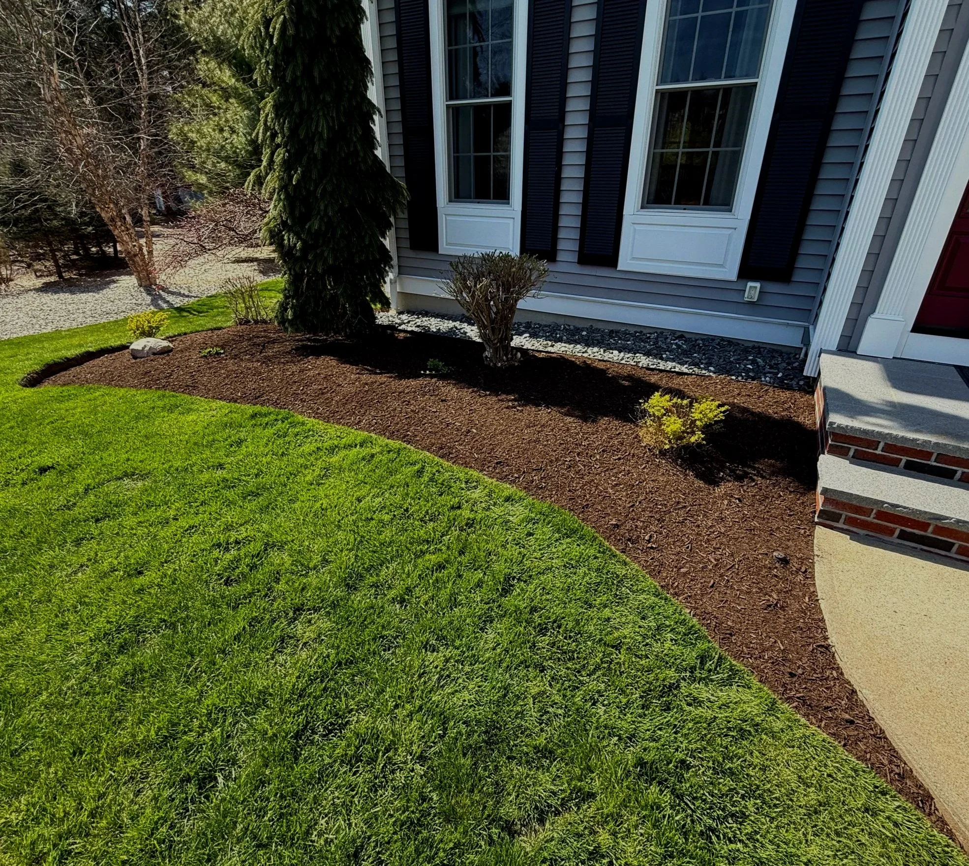 Landscaped front yard with green grass, a shrub, and a small flower bed beside a house with gray siding and white window frames