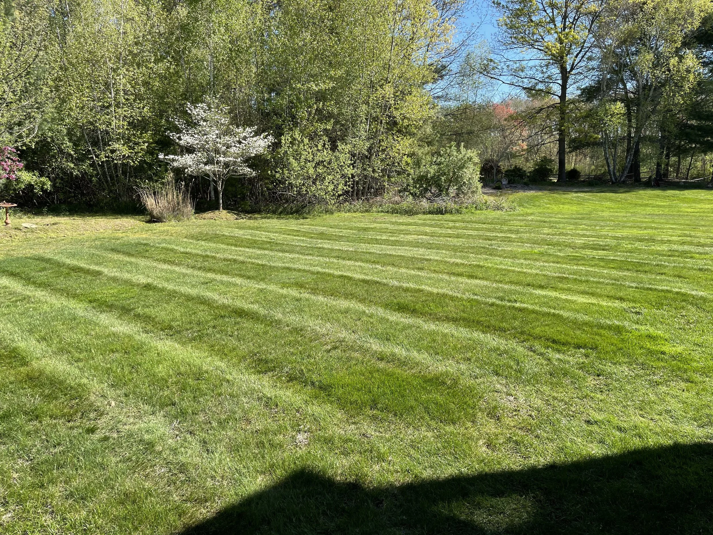 A lush, well-maintained lawn with freshly mowed grass and visible stripes, bordered by trees and bushes on a sunny day.