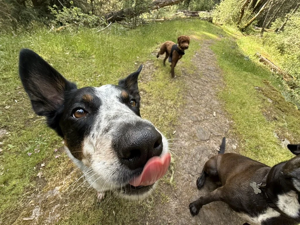 Dog with his tongue out. Two other dogs in the background. All on an outdoor off-leash dog walk.