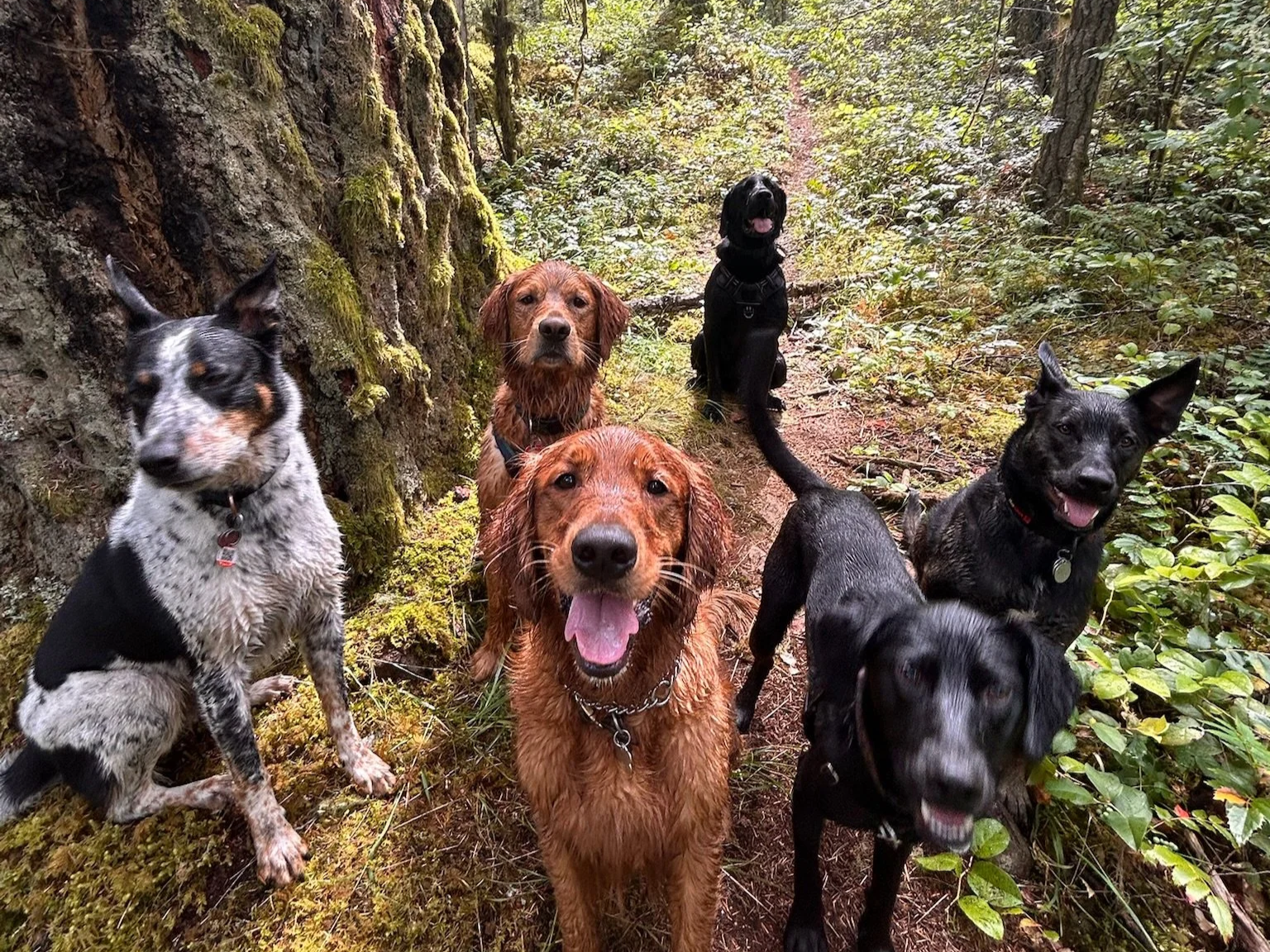 Six dogs of various breeds sitting on a forest trail, surrounded by greenery and moss-covered trees, posing for a photo.